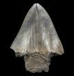 Partial, Megalodon Tooth - Serrated Blade #57895-1